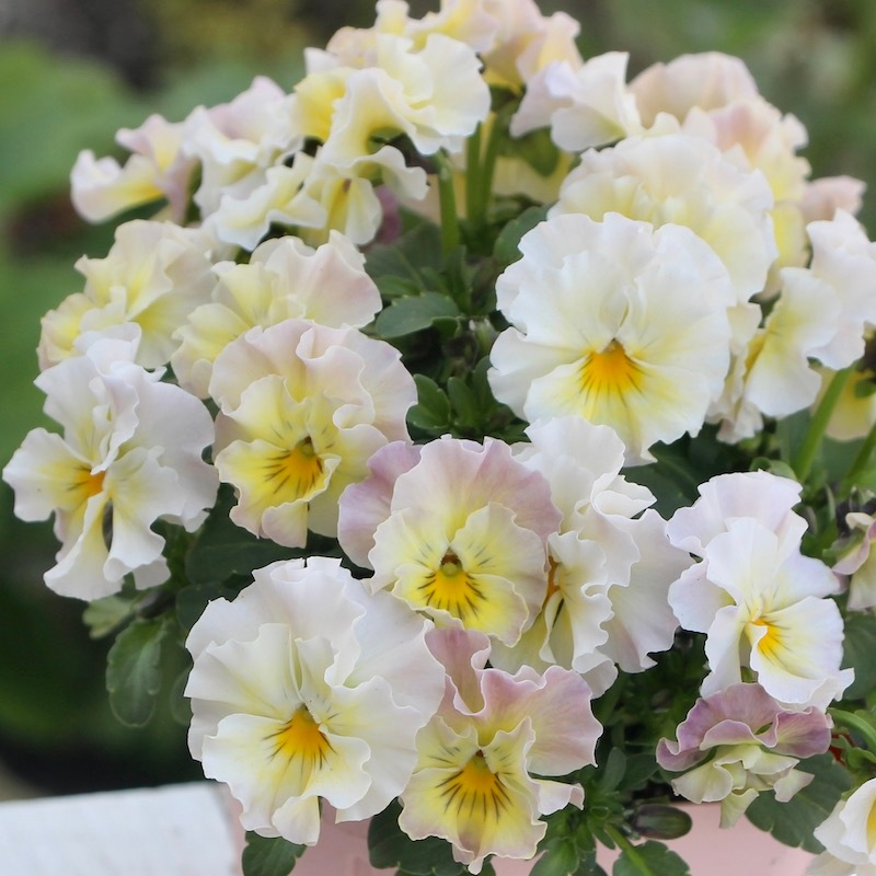 現品1点限り☆花日和さんのフリル咲きビオラ「華あられ」＜22SP-07＞
