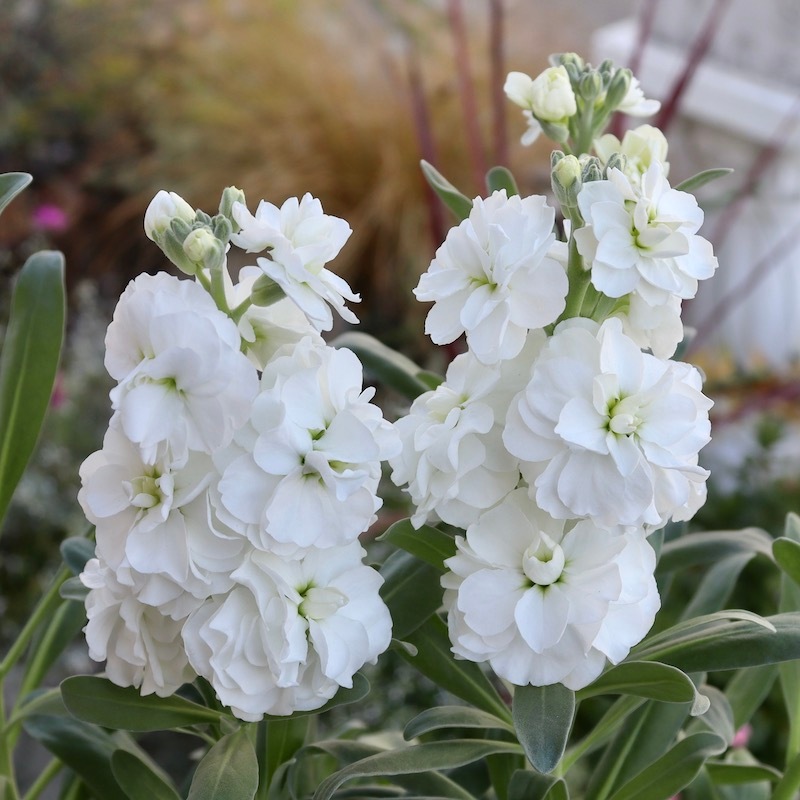 超希少☆ゲブラさんオリジナル・試作色☆八重咲きストック・アン