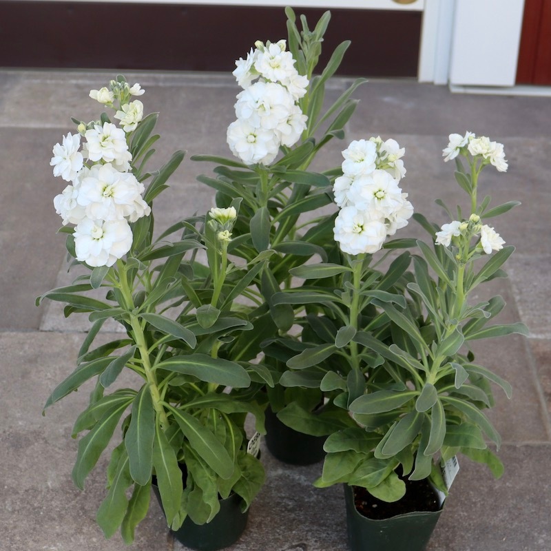 超希少☆ゲブラさんオリジナル・試作色☆八重咲きストック・アン