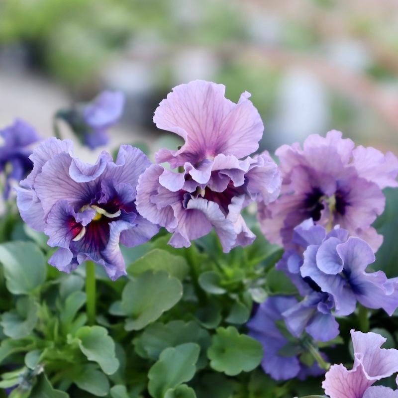 特大株☆画像と同等品!! 石川園芸さんのビオラ「レディ」スペシャル