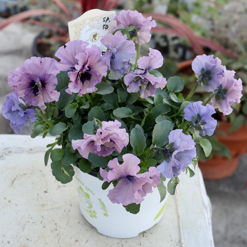 特大株☆画像と同等品!! 石川園芸さんのビオラ「レディ」スペシャル