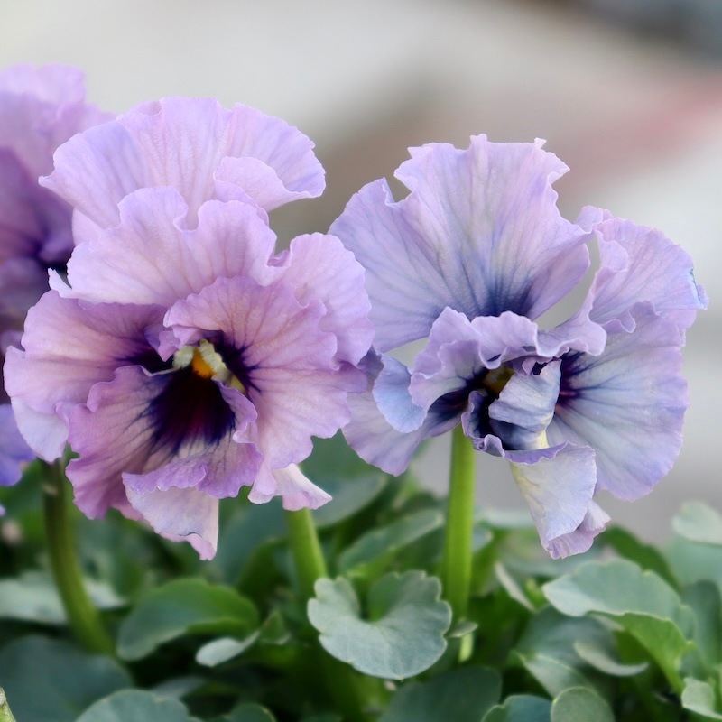 特大株☆画像と同等品!! 石川園芸さんのビオラ「レディ」スペシャル