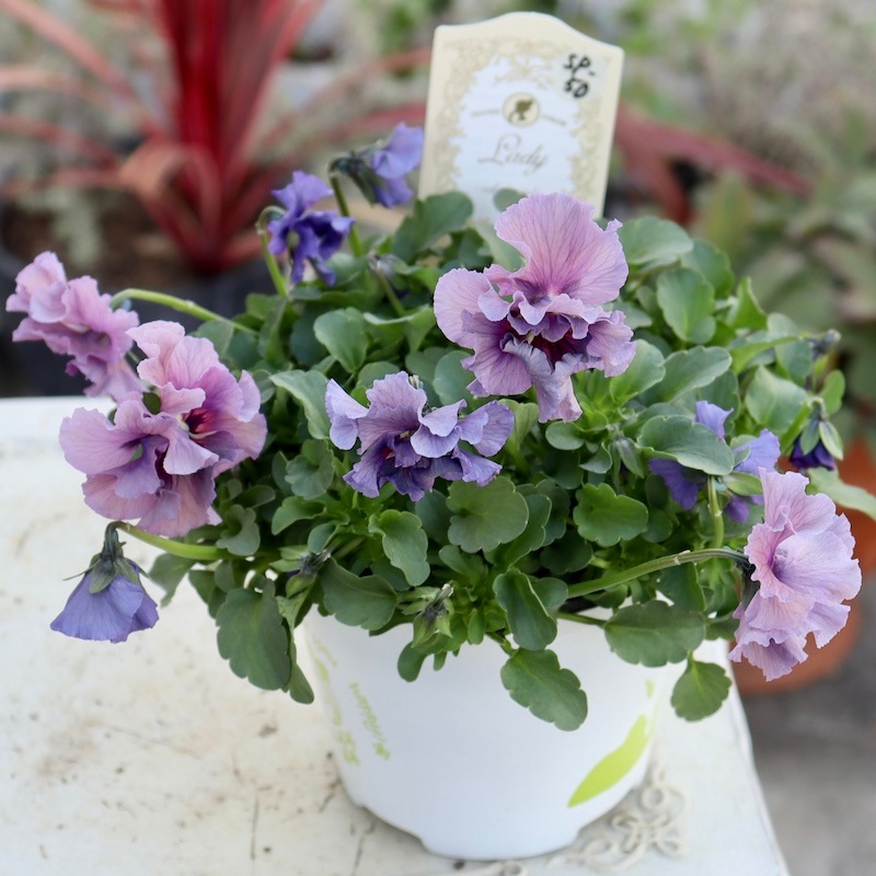 特大株☆画像と同等品!! 石川園芸さんのビオラ「レディ」スペシャル