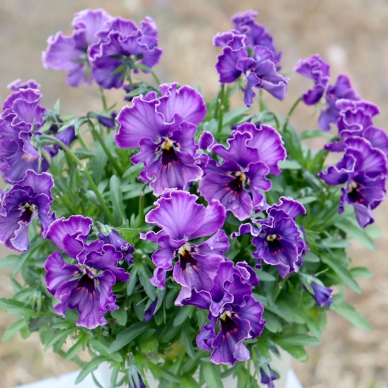 特大☆画像の現品!! 石川園芸さんのビオラ「レディ」スペシャル＜SP27＞