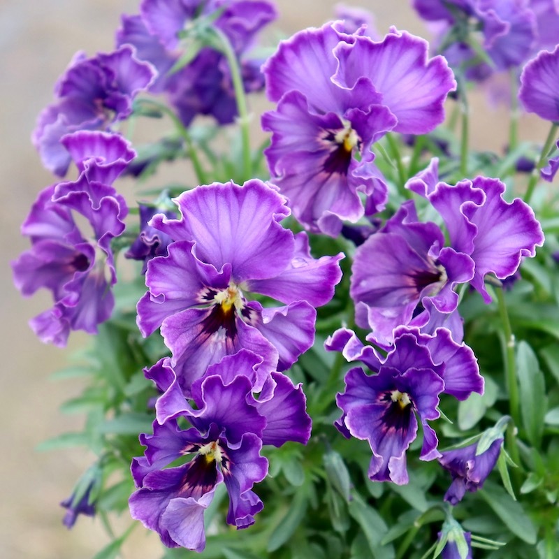 M*I様 ビオラ♡レディ⑦ ○育種家ビオラ 『レディ』【ディープカラー】 | すべての商品