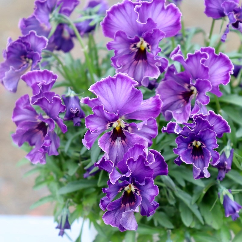 特大☆画像の現品!! 石川園芸さんのビオラ「レディ」スペシャル＜SP27＞