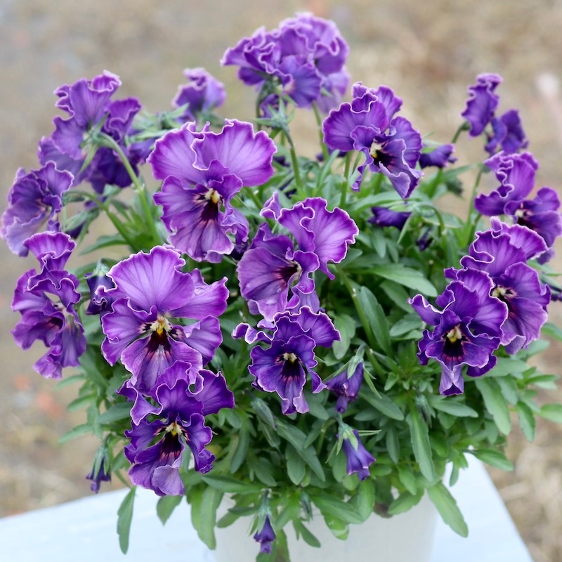 特大☆画像の現品!! 石川園芸さんのビオラ「レディ」スペシャル＜SP27＞