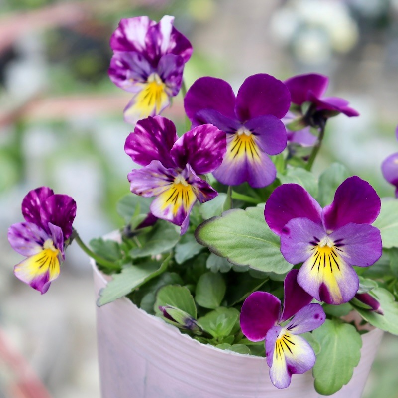 トールペイント作品 ヴィオラ様確認用です 画像の現品1点限り!!花夢園芸さんのオリジナルビオラ＜81番＞