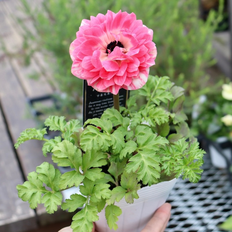 画像で花色を選べる☆八重咲きアネモネ「クラシカルピンク」1番