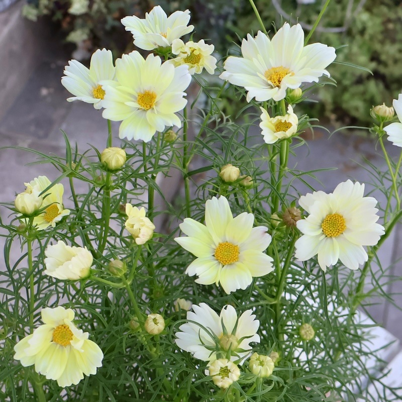 【鶏soboro様】大阪送料無料★3か月保障付き★AQW-S5MBK★S-982 鶏soboro様】大阪送料無料☆3か月保障付き☆AQW-S5MBK☆