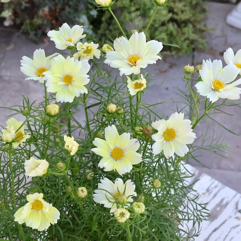 良苗入荷♪2から4本植え☆コスモス「ザントス」(3号ロングポット)