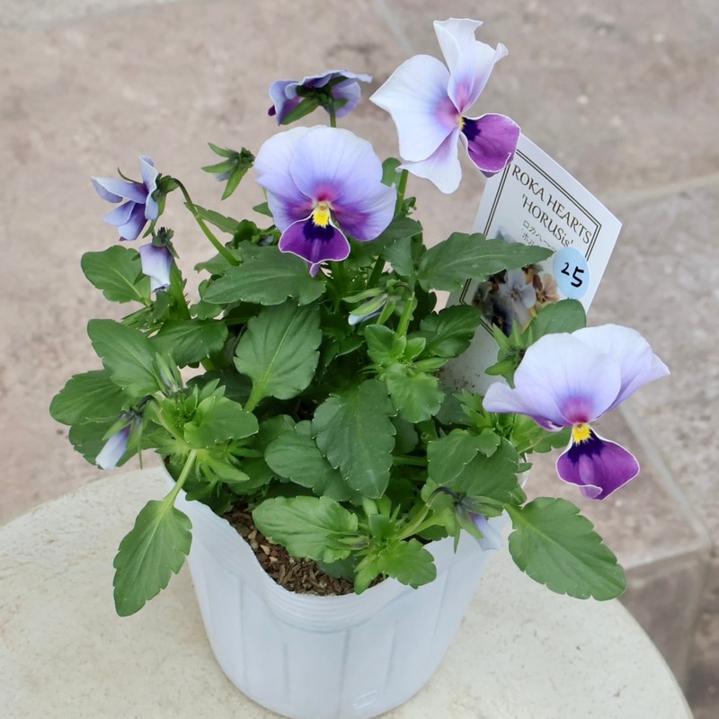 画像の現品1点限り!! ロカハーツ「ホルシス」＜25番＞