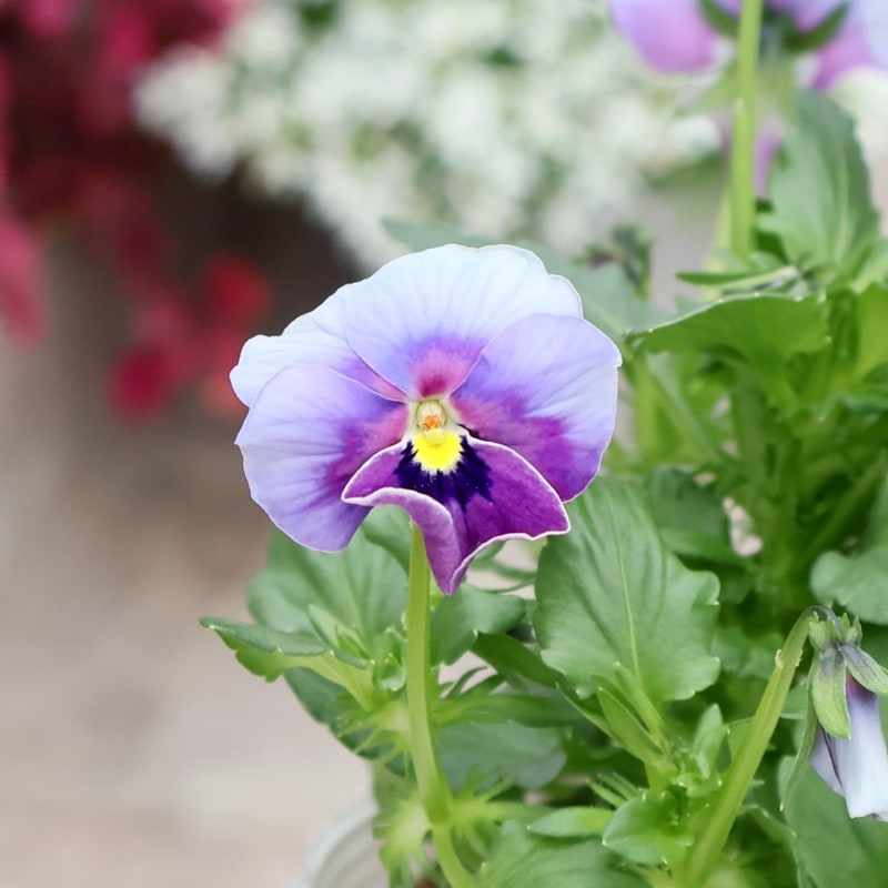 画像の現品1点限り!! ロカハーツ「ホルシス」＜25番＞