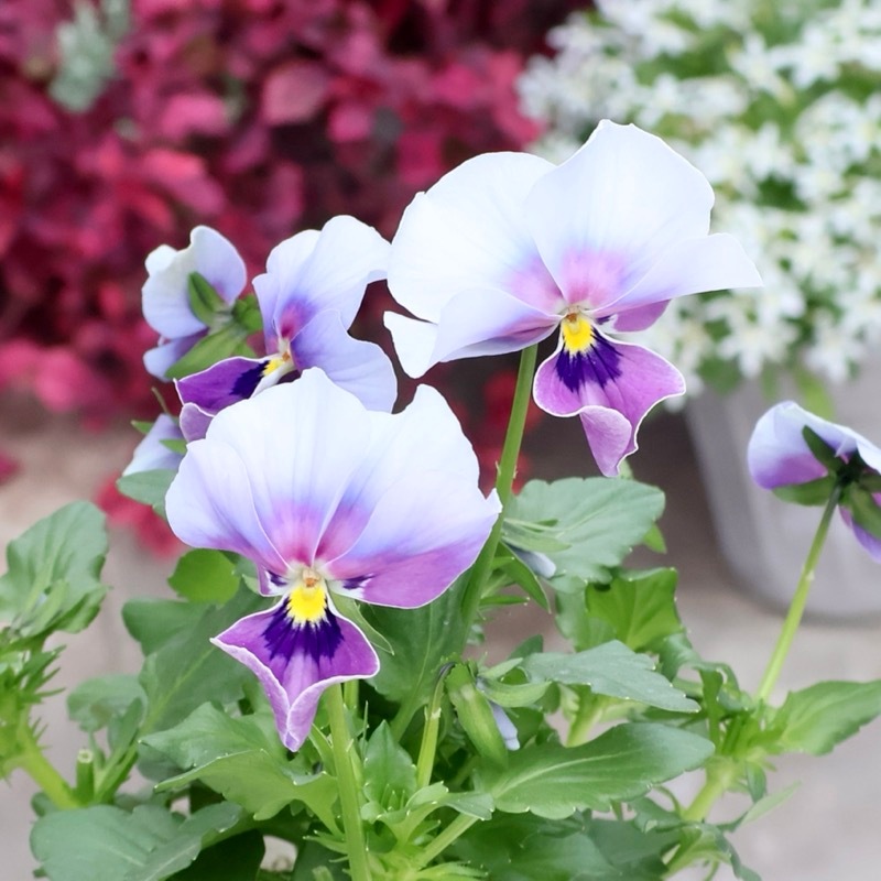 画像の現品1点限り!! ロカハーツ「ホルシス」＜25番＞