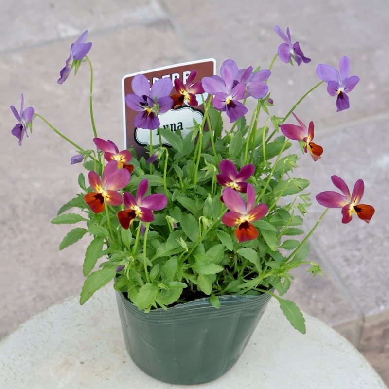 2025年NEW☆画像の現品♪ゲブラさん育種ビオラ「ルナ」10番