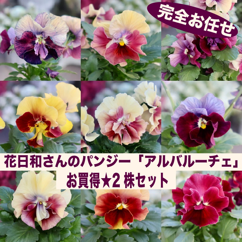 色を選べないからお買得☆お任せ2株セット♪花日和さんのパンジー