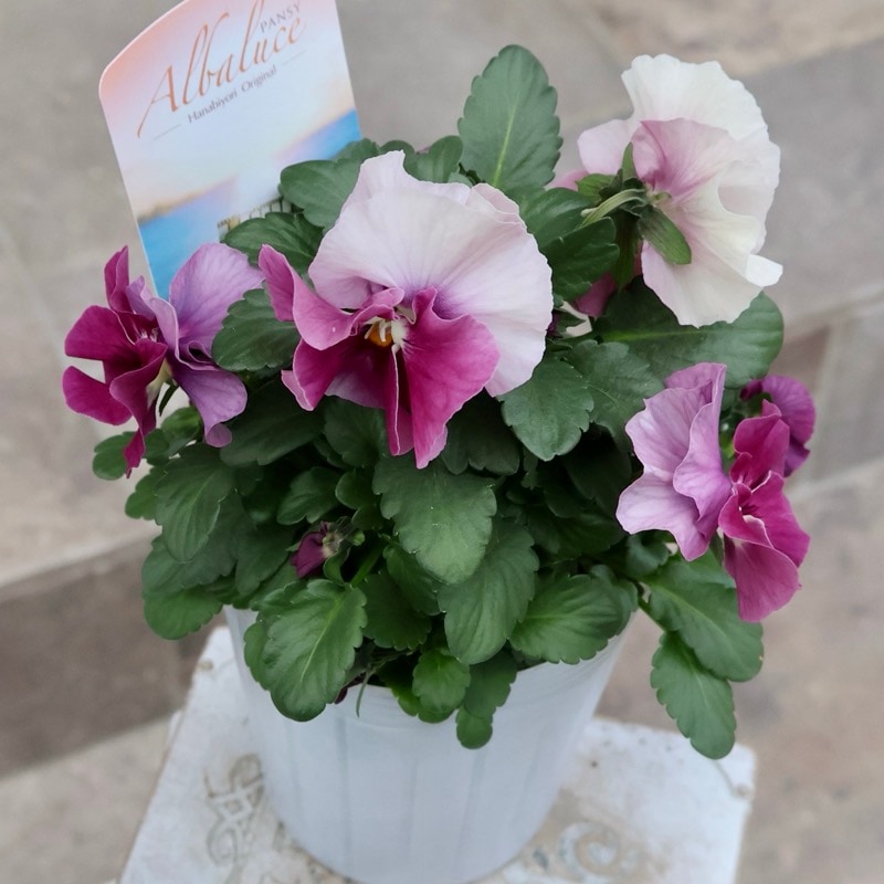 大人気パンジー　花日和オリジナル　アルバルーチェ　苗　ビオラ　パンジー 楽天市場】花日和さん オリジナル アルバルーチェ パンジー ビオラ