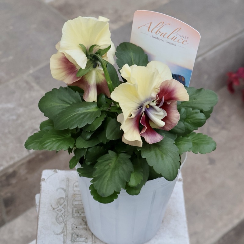 色を選べないからお買得☆お任せ2株セット♪花日和さんのパンジー