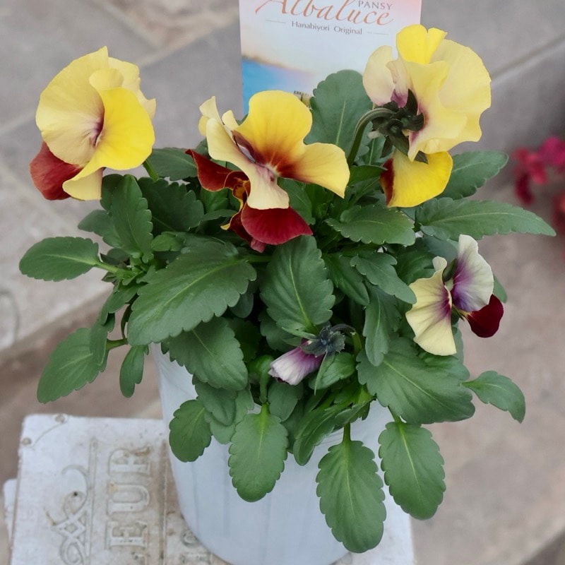 大人気パンジー　花日和オリジナル　アルバルーチェ　苗　ビオラ　パンジー 大人気パンジー 花日和オリジナル アルバルーチェ 苗 ビオラ パンジー