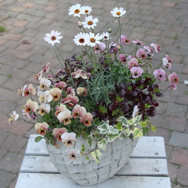 1点物☆寄せ植え見本鉢☆大人のコアラ