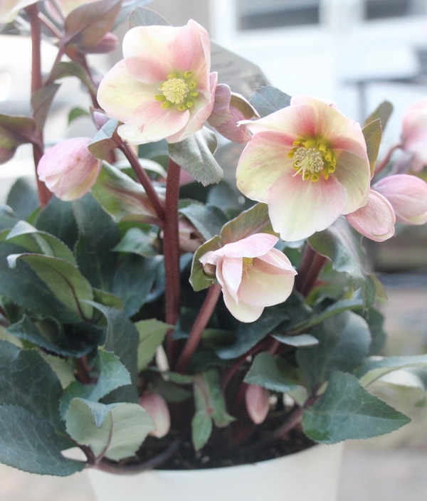 クリスマスローズ・HGC「ピンクフロスト」5.5号おしゃれ鉢