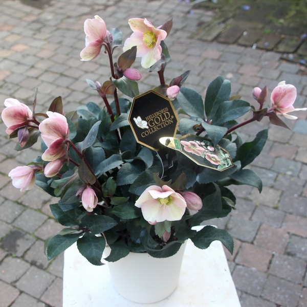 クリスマスローズ・HGC「ピンクフロスト」5.5号おしゃれ鉢