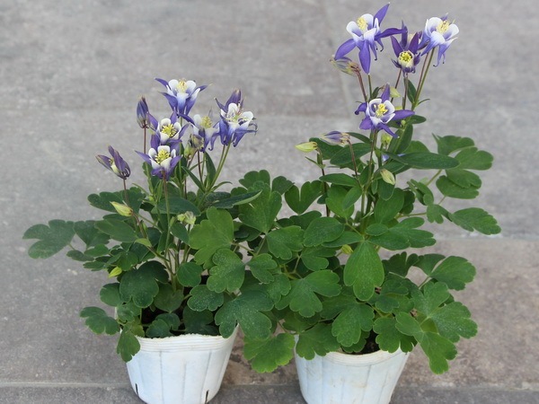 西洋オダマキ「ライトブルー」画像の現品限り！(3.5号ポット)