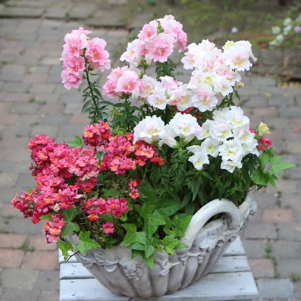 超良株☆八重咲きキンギョソウ・トゥイニー「アップルブロッサム」(AB-1)