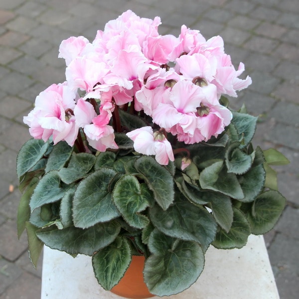 kazu様 リクエスト 2点 まとめ商品　シクラメン　ドリーム　ミルキーガール kazu様 リクエスト 2点 まとめ商品 シクラメン ドリーム ミルキーガール