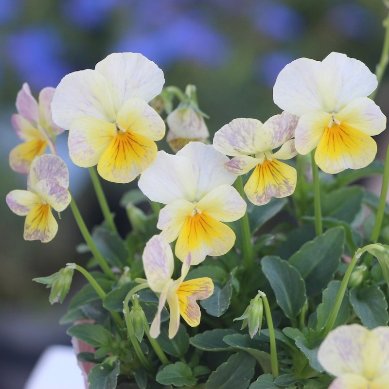 花夢園芸さんのオリジナルビオラ☆現品1点物＜21番＞