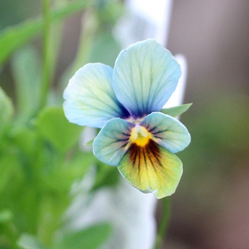 プレミアムカラー》画像で花の色・形を選べる!!うえたビオラ「パピヨン