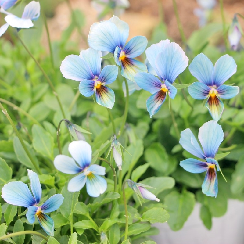 プレミアムカラー》画像で花の色・形を選べる!!うえたビオラ「パピヨン