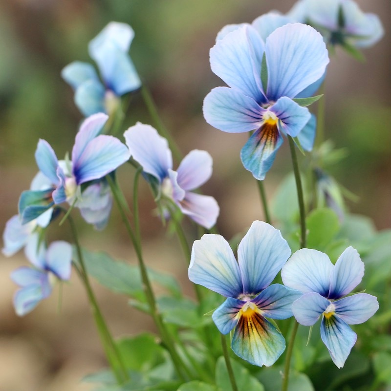 プレミアムカラー》画像で花の色・形を選べる!!うえたビオラ「パピヨン