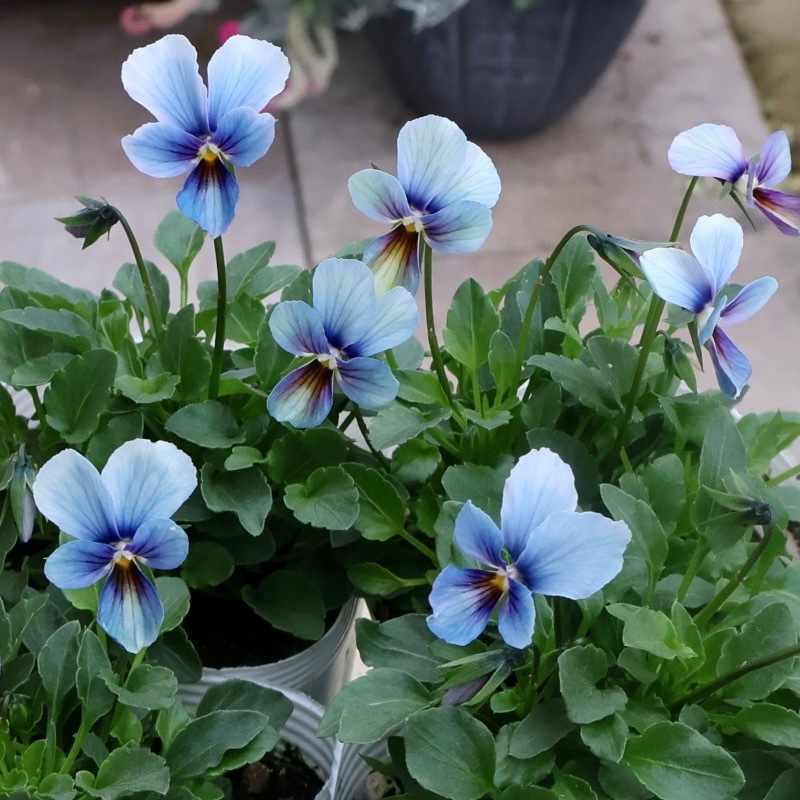 プレミアムカラー》画像で花の色・形を選べる!!うえたビオラ「パピヨン