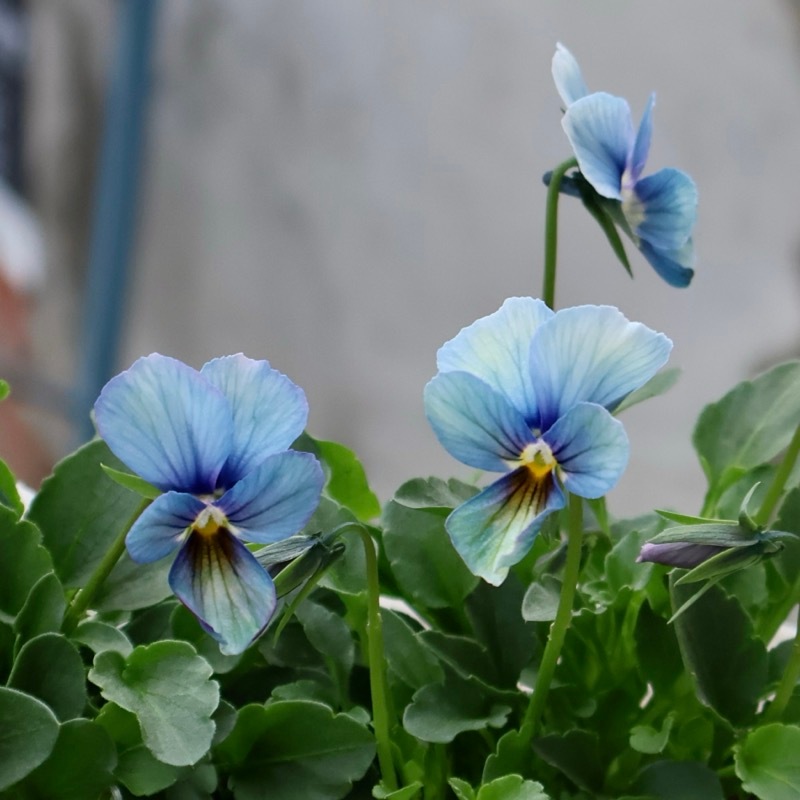 プレミアムカラー》画像で花の色・形を選べる!!うえたビオラ「パピヨン