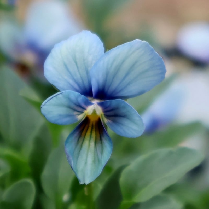 【花苗】パピヨンワールド　水色　ビオラ　花苗うえた　レアカラー　ポット毎発送 レアカラー選抜の現品販売☆うえたビオラ「パピヨンワールド」SP14