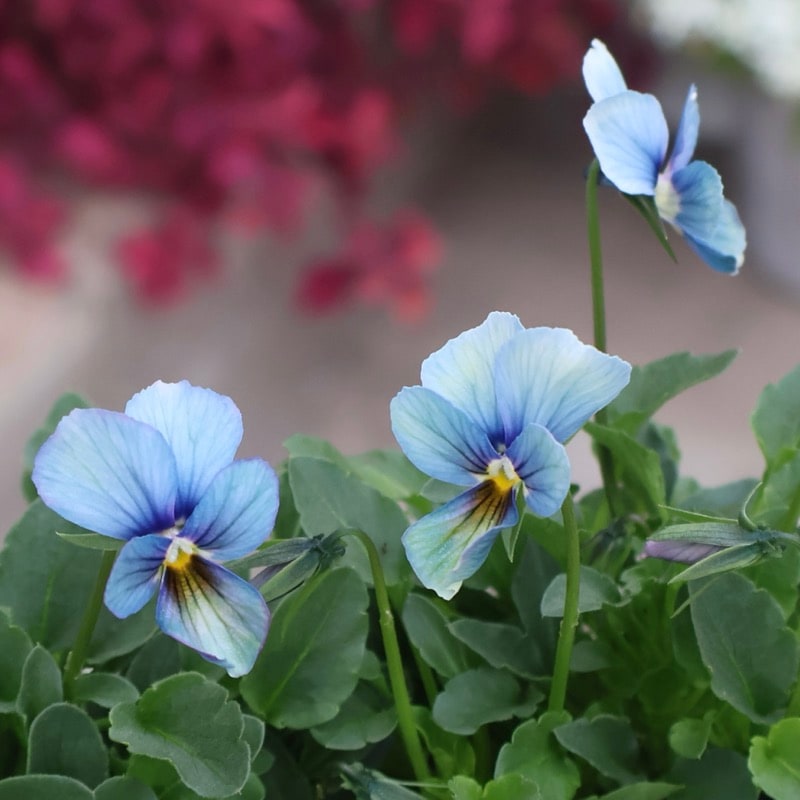 プレミアムカラー》画像で花の色・形を選べる!!うえたビオラ「パピヨン