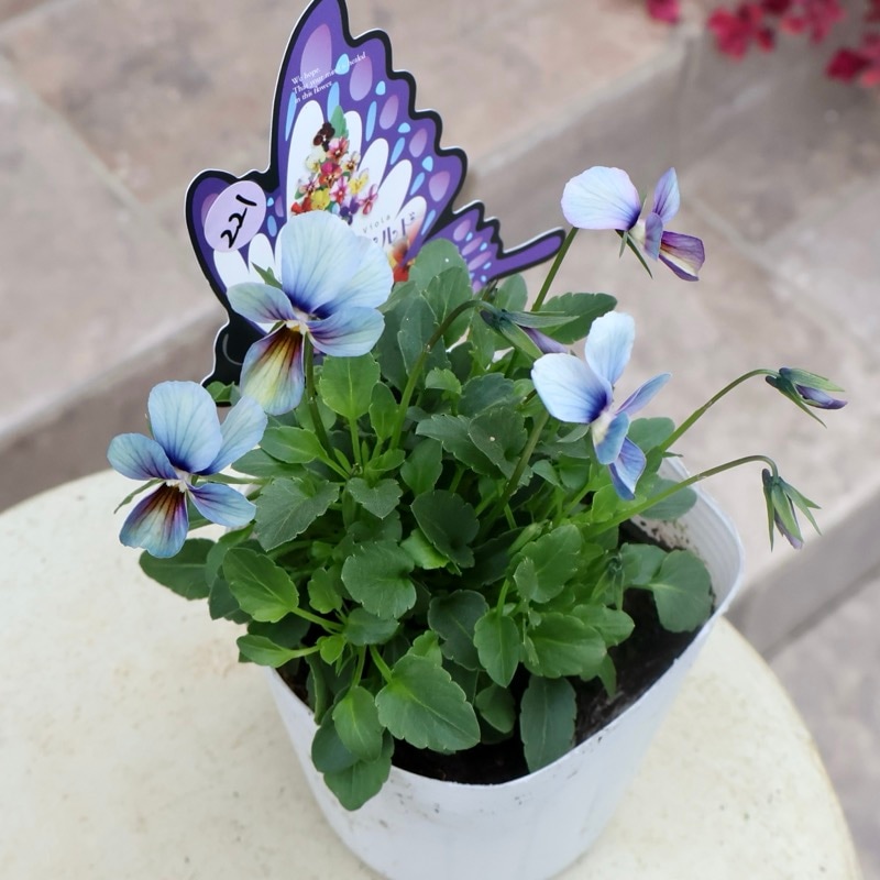 【花苗】パピヨンワールド　水色　ビオラ　花苗うえた　レアカラー　ポット毎発送 花苗】パピヨンワールド 水色 ビオラ 花苗うえた レアカラー ポット毎発送