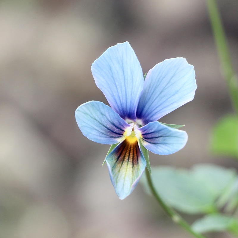 プレミアムカラー》画像で花の色・形を選べる!!うえたビオラ「パピヨン