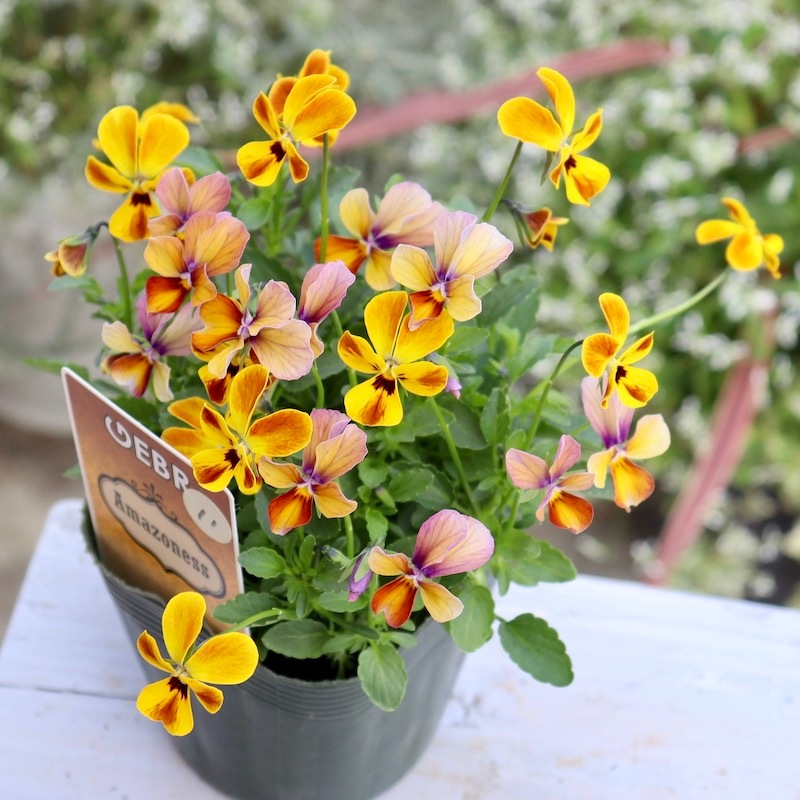 画像の現品!!1点限り☆ゲブラさん育種ビオラの新品種「アマゾネス」11番