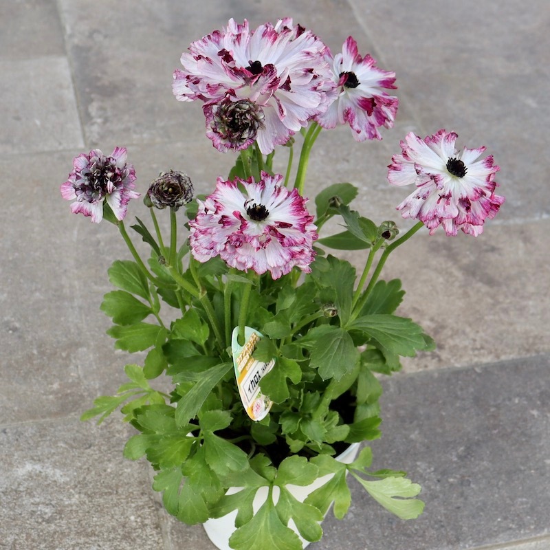 希少品☆現品1点限り!! 綾園芸さんの変わり咲きラナンキュラス