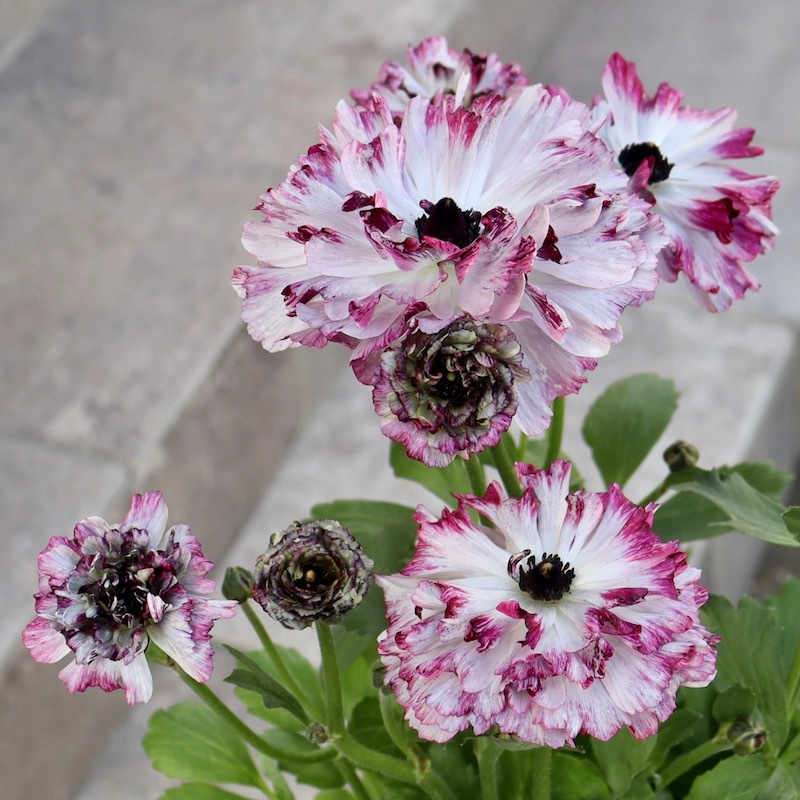 希少品☆現品1点限り!! 綾園芸さんの変わり咲きラナンキュラス