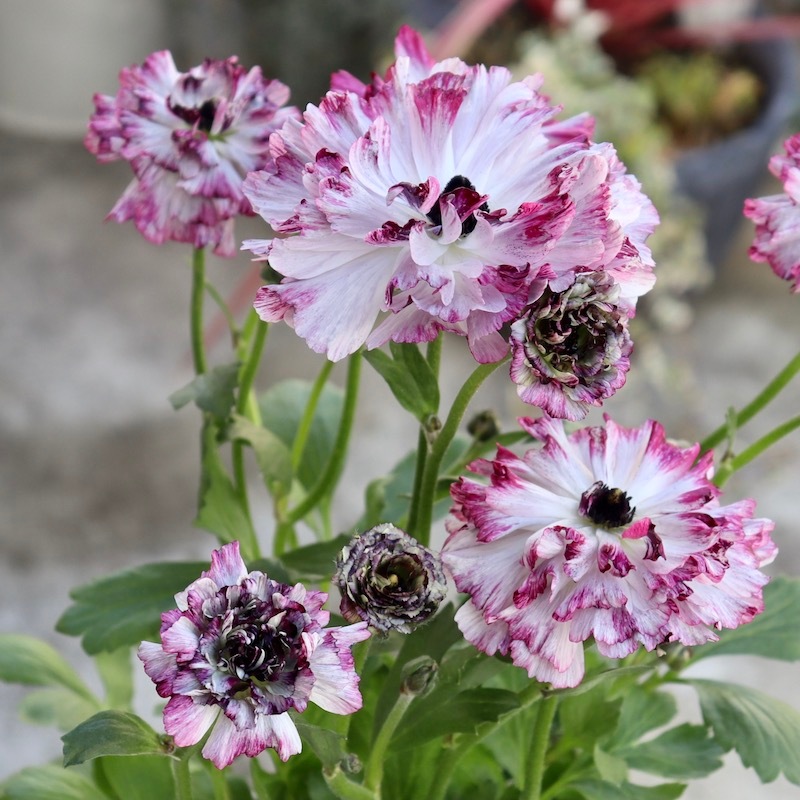 20_000000006924.jpg?1707399828