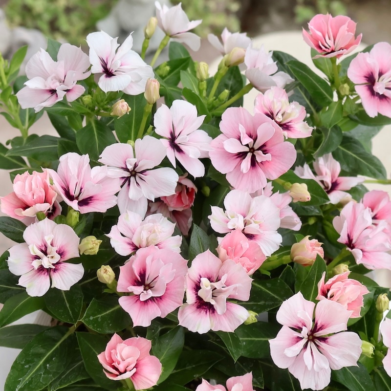 もみ様　曼珠沙華・大判草・たね コスモス 巨大輪 スーパー ミックス｜種（タネ）,球根,苗,資材