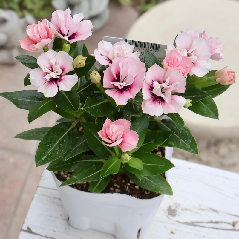 八重咲き☆北島園芸さんのビンカ(日々草)ミラシリーズ「ミラモネ」(3.5