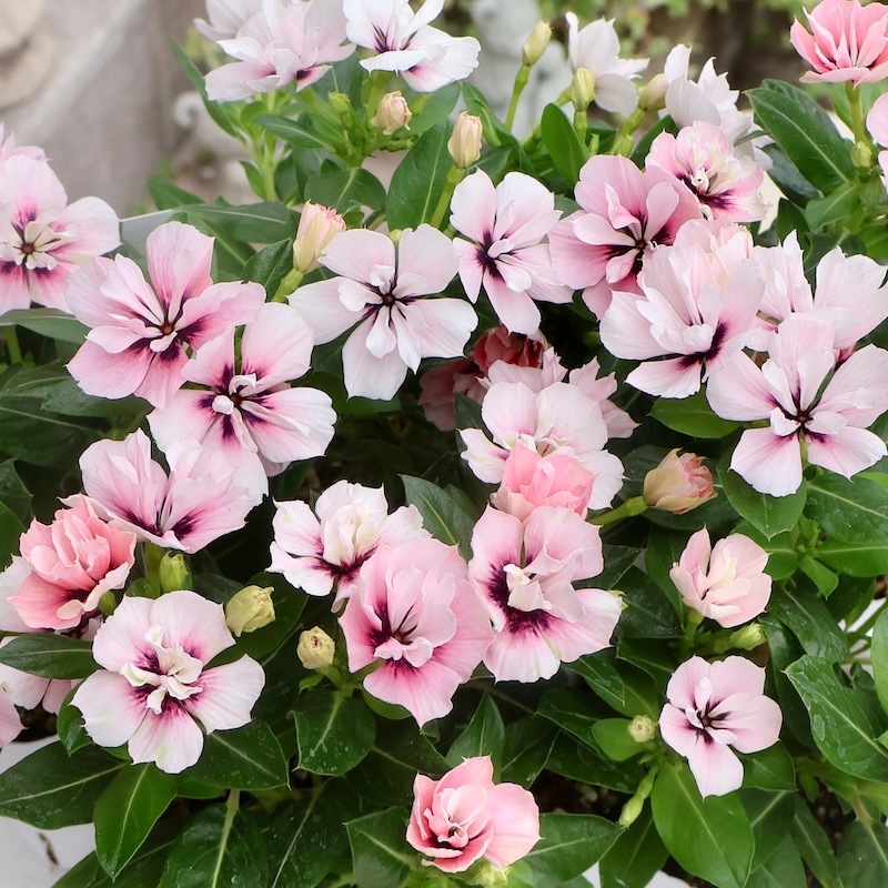 八重咲き☆北島園芸さんのビンカ(日々草)ミラシリーズ「ミラモネ」(3.5