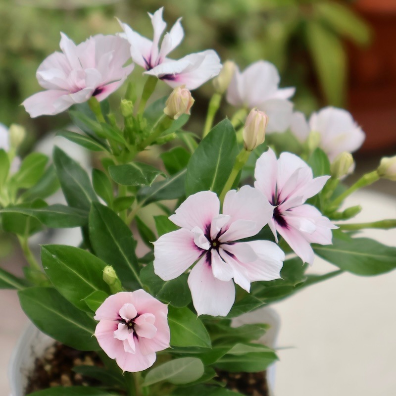 八重咲き☆北島園芸さんのビンカ(日々草)ミラシリーズ「ミラモネ」(3.5