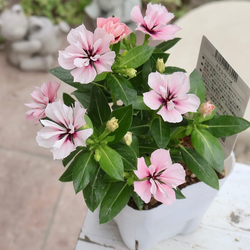 八重咲き☆北島園芸さんのビンカ(日々草)ミラシリーズ「ミラモネ」(3.5