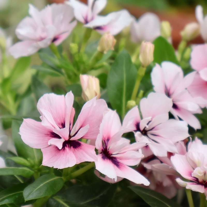 八重咲き☆北島園芸さんのビンカ(日々草)ミラシリーズ「ミラモネ」(3.5