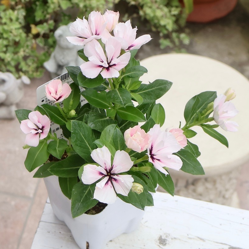 八重咲き☆北島園芸さんのビンカ(日々草)ミラシリーズ「ミラモネ」(3.5